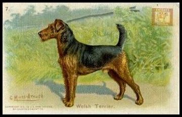 7 Welsh Terrier
